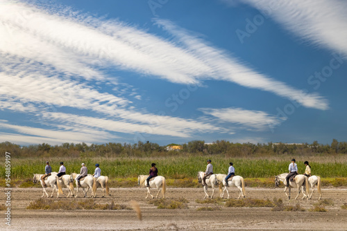 Fototapet Tourists riding white camargue horses in Saintes Maries de la Mer, France, enjoy