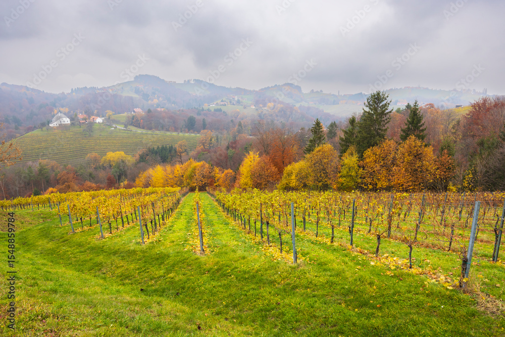 Fototapeta premium Vineyards covering rolling hills in Styria, Austria during autumn season
