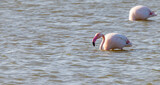 Pink flamingo feeding in a pond in Saintes Maries de la Mer, Camargue, France