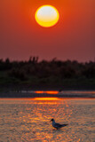 Seagull enjoying sunset over the Rhone river in Saintes Maries de la Mer, Camargue, France