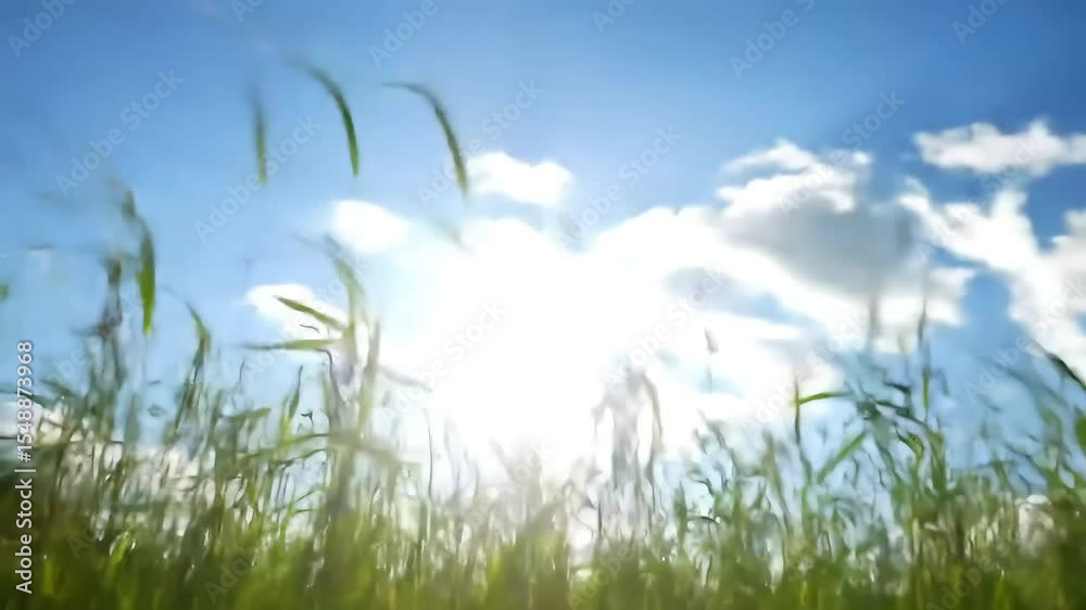 Sunlit Blades of Grass Reaching Towards a Bright Blue Sky Video Sunlit Blades of Grass Reaching Towards a Bright Blue Sky Video