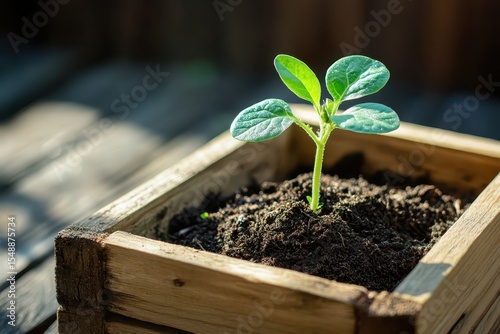 Sunlit Sprout Growing in Compost Soil Inside Wooden Tray.