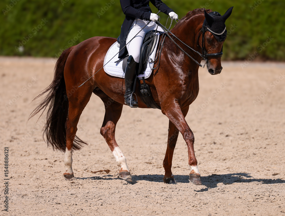 Obraz premium Dressage riding, dressage rider warming up before the 