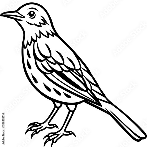 Elegant Thrush Bird Line Art