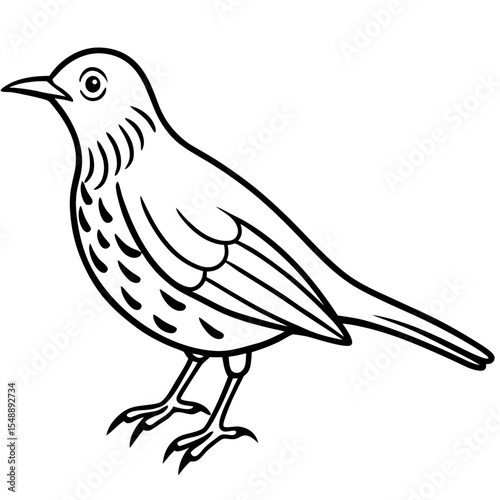 Elegant Thrush Bird Line Art