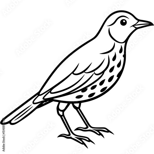 Elegant Thrush Bird Line Art