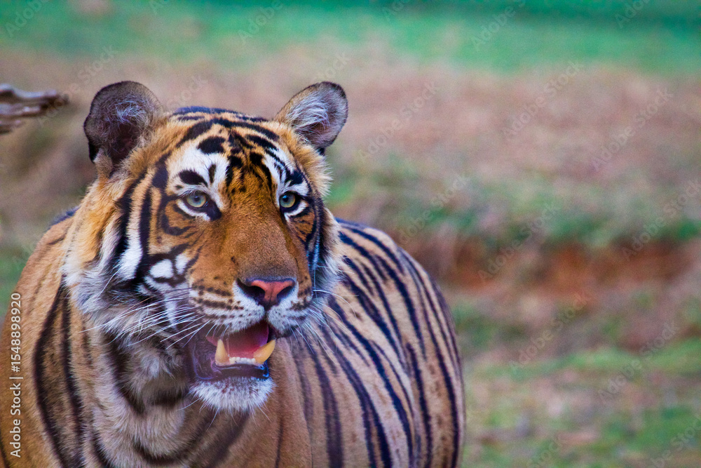 Obraz premium tiger in the wild