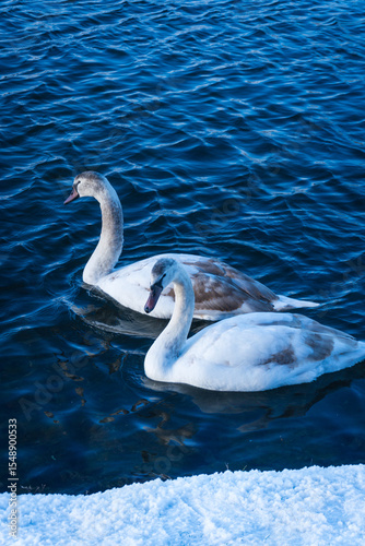 Fototapeta Naklejka Na Ścianę i Meble -  Two swans swimming in deep blue water near a snowy shoreline on a cold winter day under bright light