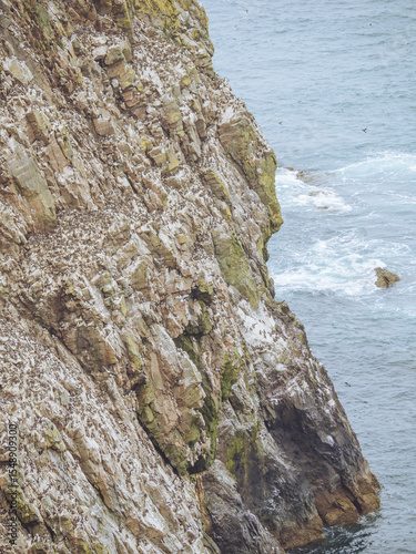 Thousands of Guillmots, Razorbills and Gull nesting on the cliffs of Skomer, Pembrokeshire, Wales