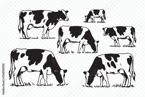 vintage style sketch of grazing cows in pasture, livestock illustration, farm animals art vector