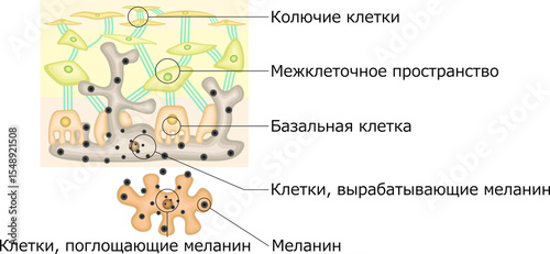 メラニン色素　イラスト　ロシア語