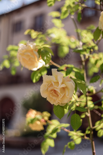 yellow rose in the garden