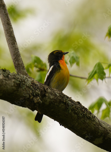 Flycatcher is hunting for lunch