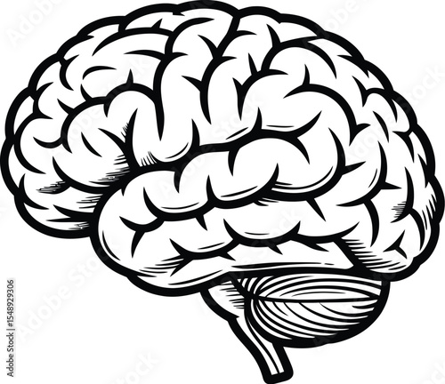 A detailed black and white illustration of a human brain with visible lobes and cerebellum anatomy
