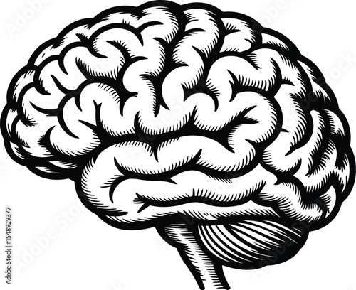A detailed black and white illustration of a human brain on a plain white background showing its structure