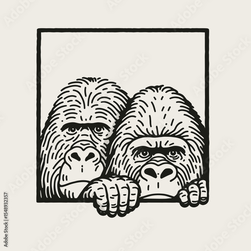 Gorilla couple peeking. Valentine Love Romance Cupid February Clipart Line Art Vector Illustration. Primate pair viewing something from cover ape duo looking.