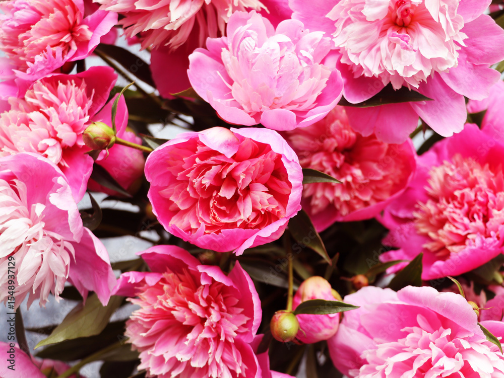 Obraz premium Beautiful peonies for any holiday. Lots of pretty and romantic flowers in floral shop