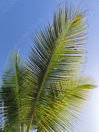 low angle view of coconut palm tree leaves in clear blue sky background. Vacation in exotic destination background