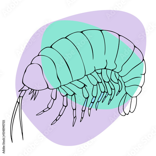 This image is an artistic line drawing of an amphipod with abstract color splashes, suitable for blogs about marine biology, aquatic ecosystems, or scientific illustrations.

