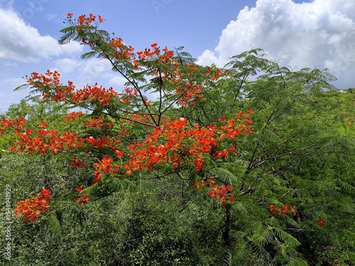 delonix regia in summer in basse terre landscape, flame of the forest flowering tree