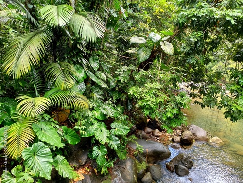 Luxuriant rainforest in Basse Terre, close to the river, with exotic foliage in Guadeloupe