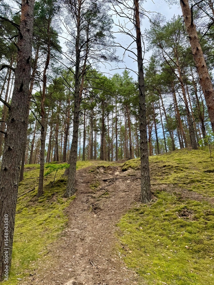 Obraz premium path in a pine forest