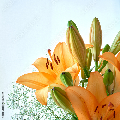 orange lily flower close up