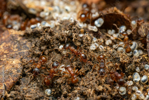 Red forest ant - Myrmica ruginodis, small forest ant native to forests and woodlands of Northern Europe and Asia.