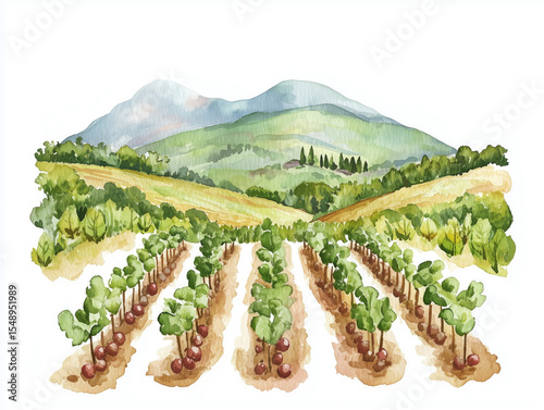 Beautiful rural landscape with rows of vegetables in the foreground and mountains in the background