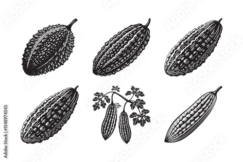  black silhouette of bitter gourd bundle on the white background