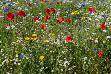 Poster Bloemen Kleurrijk bloemenveld rood geel blauw wit  © ArieStormFotografie