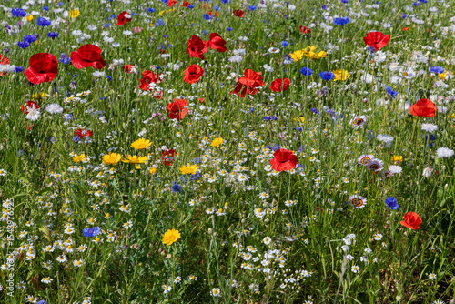 Εκτύπωση καμβά Veld met rode, gele, blauwe en witte bloemen