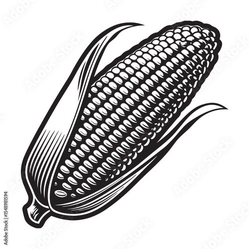 silhouette of peeled sweet corn showing kernels on the white  background