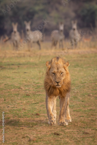 Portrait photo of male lion walking away from watching zebra