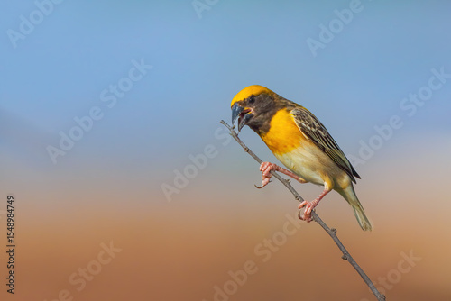 Baya Weaver is a weaverbird found across the Indian Subcontinent. Known for their hanging retort shaped nests woven from grass.