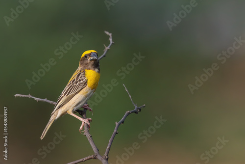Baya Weaver is a weaverbird found across the Indian Subcontinent. Known for their hanging retort shaped nests woven from grass.