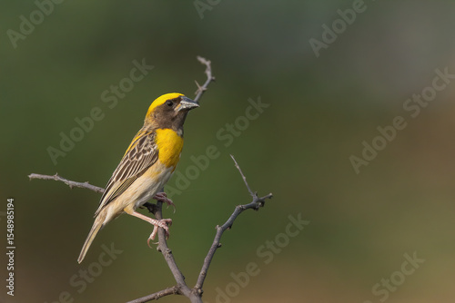Baya Weaver is a weaverbird found across the Indian Subcontinent. Known for their hanging retort shaped nests woven from grass.