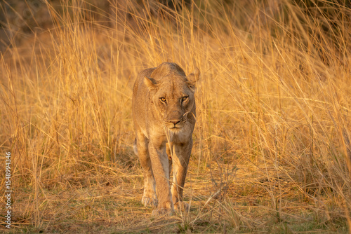 Lioness walking towards camera with golden grass in background