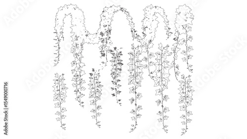 Hanging Ivy Vines Botanical Line Art Illustration