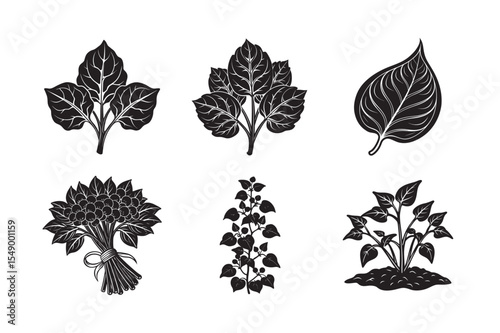  black silhouette of Malabar spinach bundle on the white background