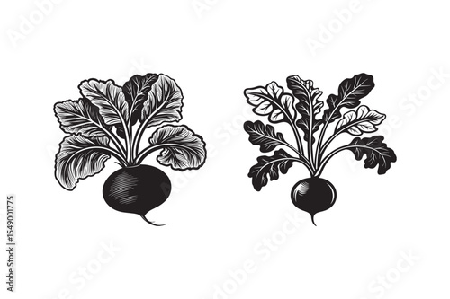   black silhouette of radish Damion  bundle on the white background