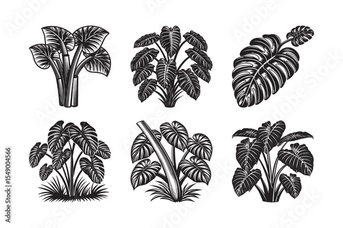   black silhouette of taro stalk bundle on the white background