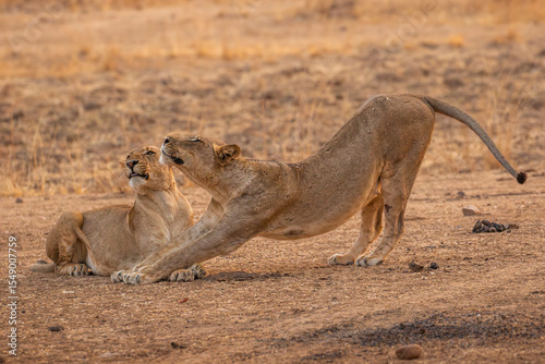 Lioness stretching with sister