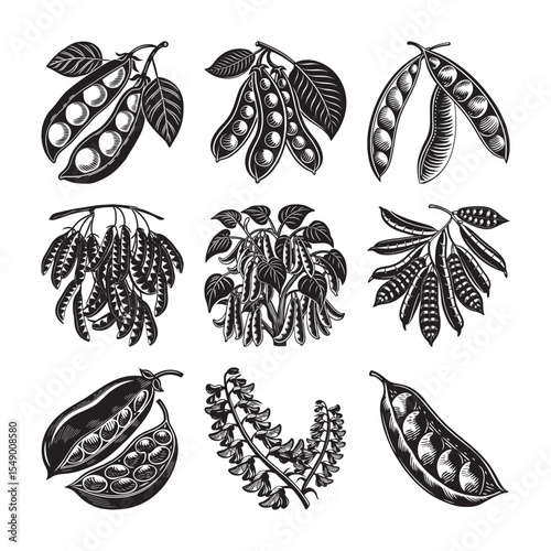  black silhouette of green pea pods bundle on the white background