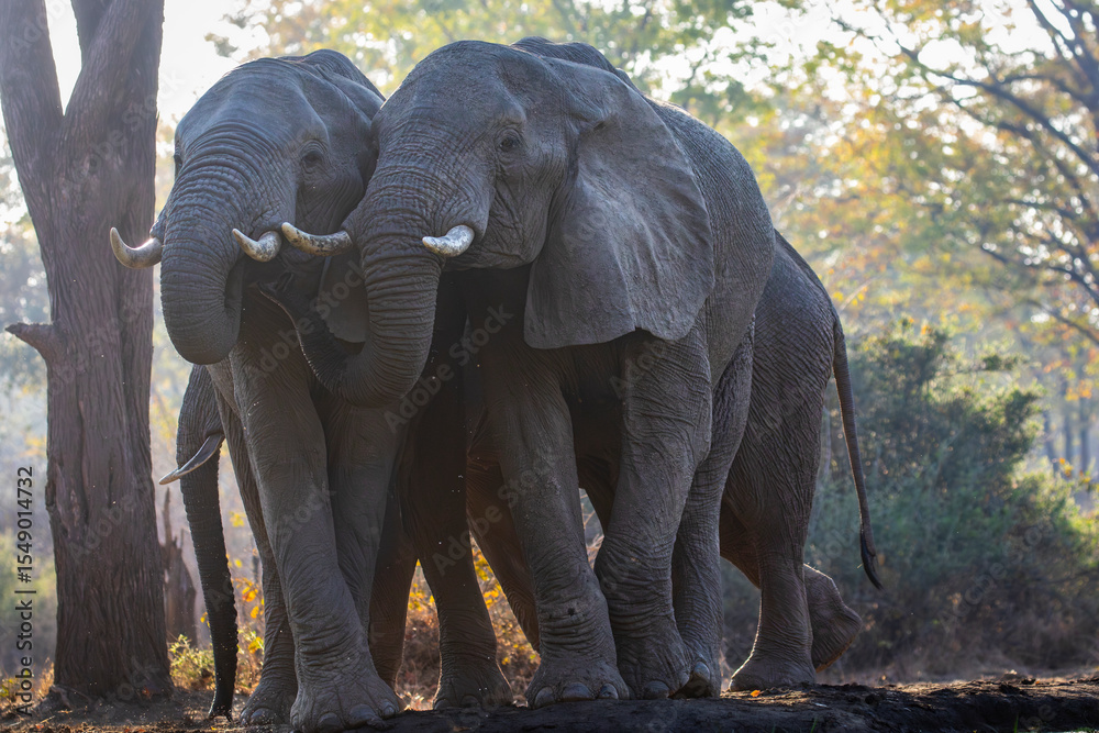 Fototapeta premium Multiple elephants
