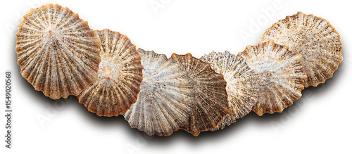 limpet shells on transparent background, top view.