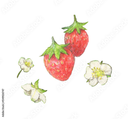 イチゴの水彩色鉛筆イラスト