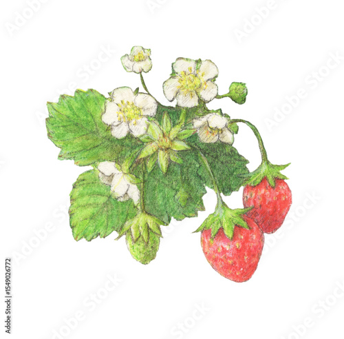 イチゴの水彩色鉛筆イラスト
