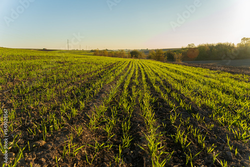 Schilderij op canvas Green sprouts of wheat emerge in a sunbathed winter field, creating a lush contr