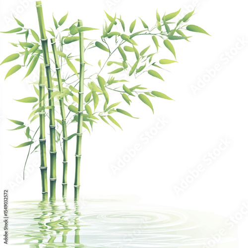 bamboo plants